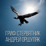 Скачать песню Андрей Оршуляк - Дорожная акула